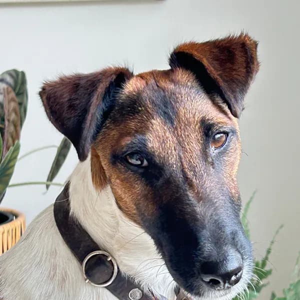 Auri, der Hund des Ladens