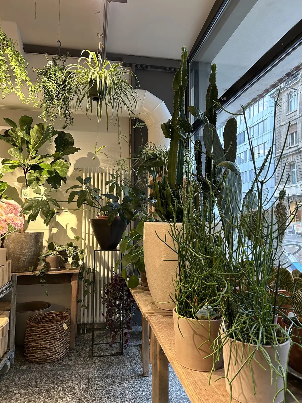 Pflanzen im Laden an der Güterstrasse