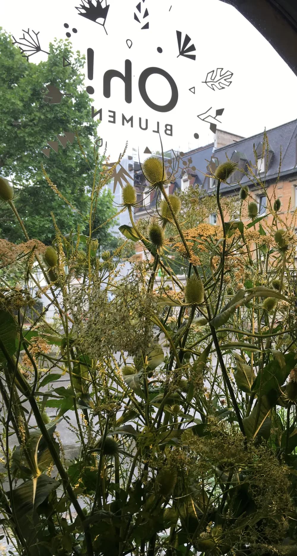 Pflanzen am Schaufenster