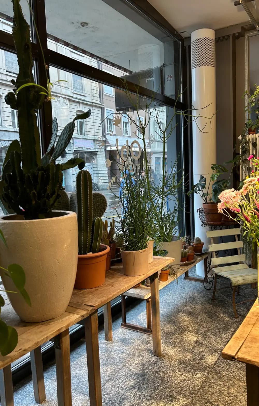 Topfpflanzen am Schaufenster